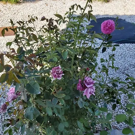 Palm Tree Apts شقة ارغاكه