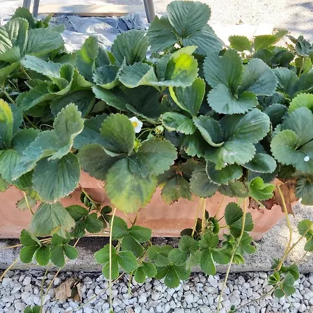 Palm Tree Apts * Argaka