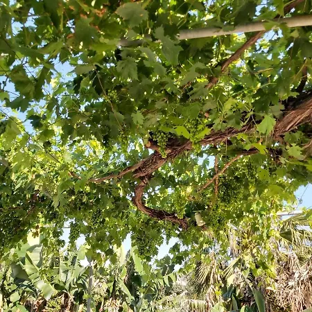 Palm Tree Apts * アルガカ