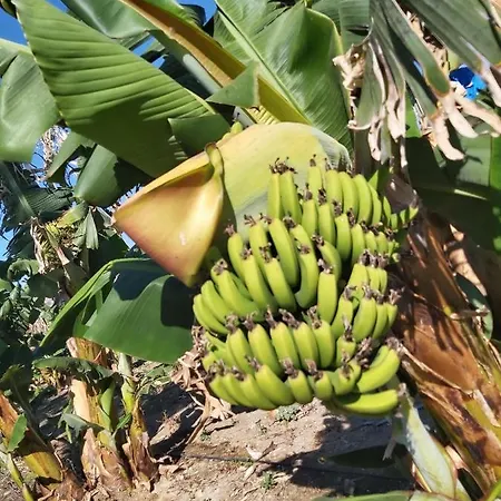 Daire Palm Tree Apts Argaka