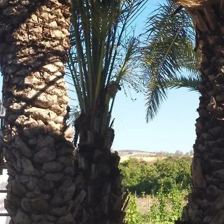 Palm Tree Apts *