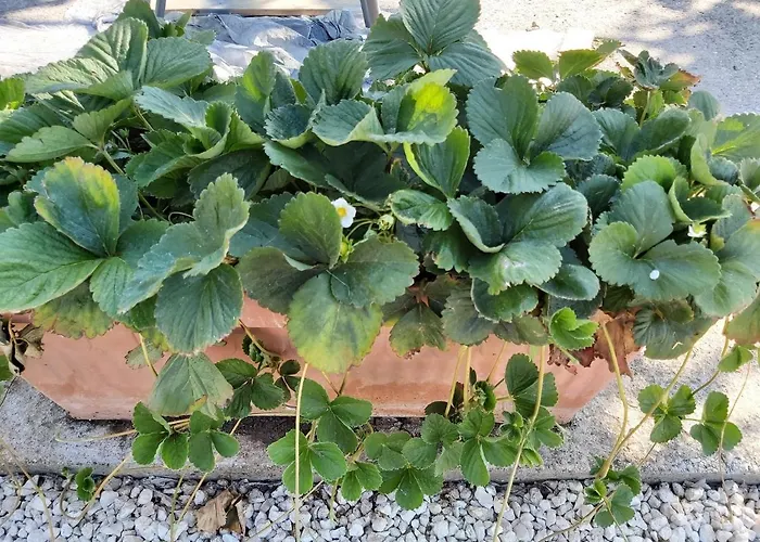 Palm Tree Apts * アルガカ