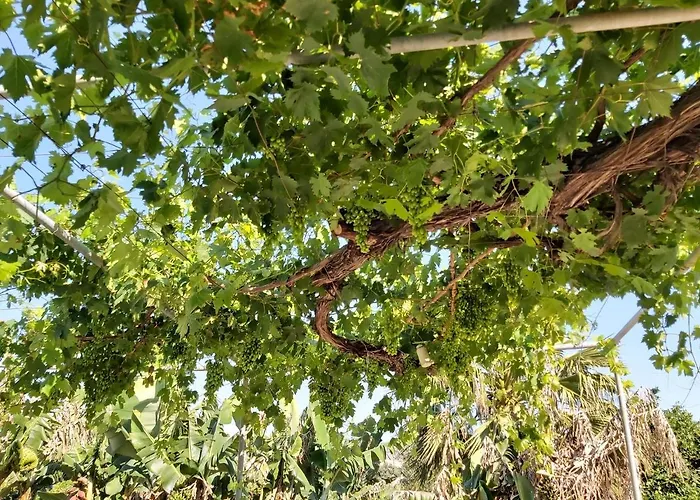 Palm Tree Apts * Argaka