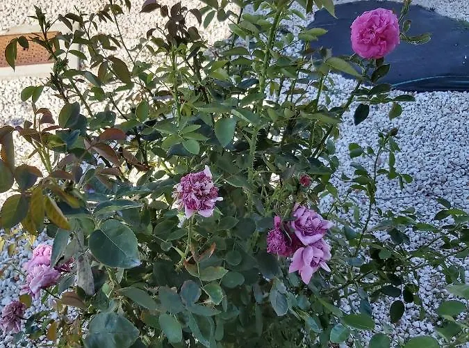 Palm Tree Apts アパート アルガカ