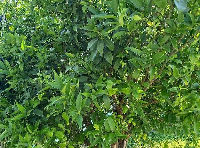 Palm Tree Apts アルガカ