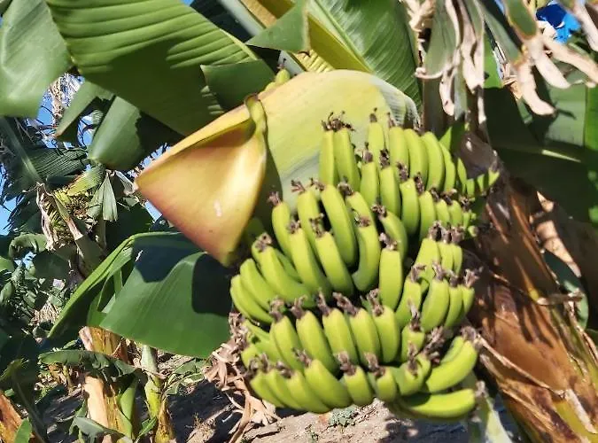 Apartmán Palm Tree Apts Argaka