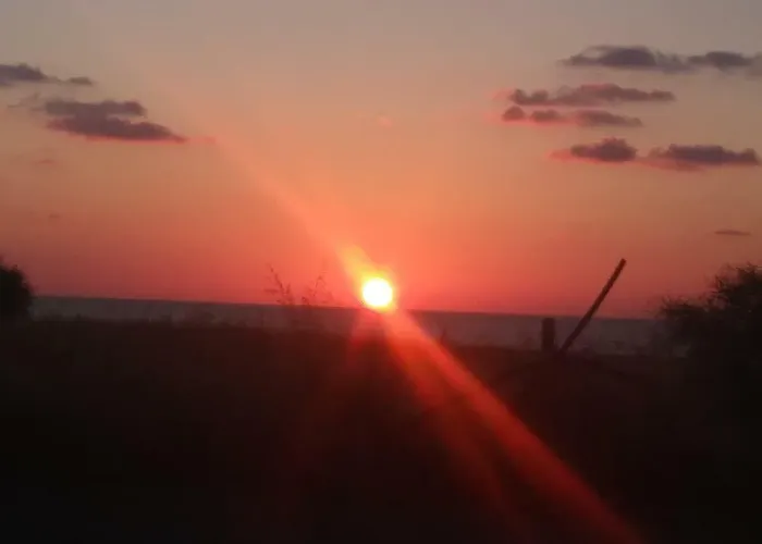 Palm Tree Apts アパート