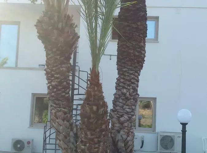 Palm Tree Apts Argaka
